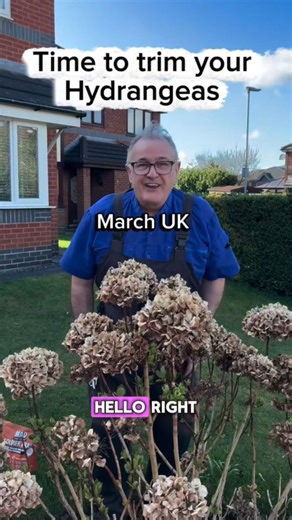 When to prune hydrangeas correctly