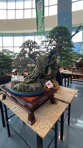 Beautiful bonsai queen 👸 ❤️ | Japan Bonsai