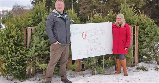 'Pay what you can': Cambria Christmas tree farm giving away extra pre-cut trees
