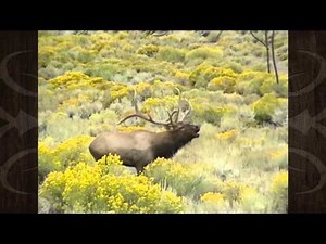 Archery Crossbow Elk Hunt - Eric Hoffman - MossBack