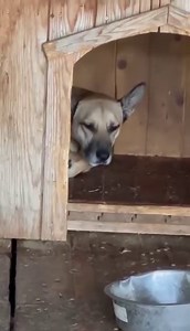Unsere Ida gibt sich auf...dringend Pflege- oder Endstelle gesucht! Dieses hübsche Hundemädchen wurde so depressiv von unserem Team im öffentlichen Shelter von Bistrita vorgefunden. Sie verlässt ihre Hütte nur noch äußerst selten. Aus dem einst fröhlichem Hund ist ein Sack voller Trauer geworden. Wir hoffen sehr, dass die ca. 5 Jahre alte und ca. 50 - 55 cm mittelgroße Hündin bald ihr Ticket ins Glück ergattern kann. Auch eine Pflegestelle würde sehr helfen! Hier findest du mehr Informationen zu