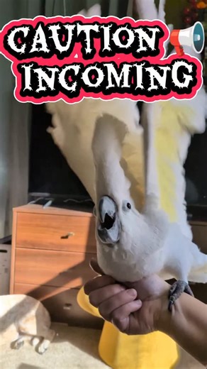 2.5K views · 269 reactions | It's almost time! #furbythebirb loves #christmas | Furbythebirb | Facebook