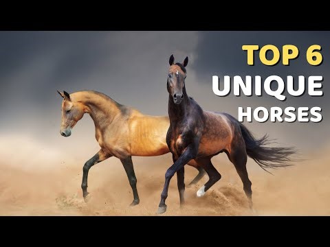 Top 6 Most Unique Horse Breeds in the World 🐎 | The Rarest & Most Beautiful Horses Ever Seen