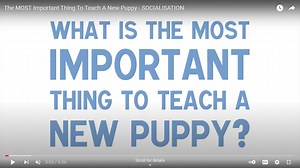The MOST Important Thing To Teach A New Puppy - Socialization - Canine Welfare Science