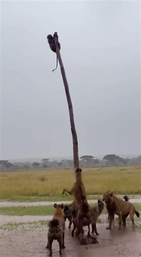 High Wire Act: A Spectacular Acrobatic Performance by a Primate on a Swaying Pole