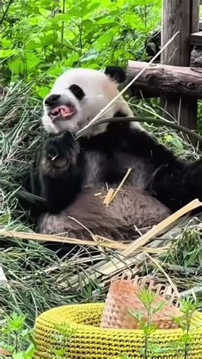 Panda funny moments #panda #funnypanda #viral
