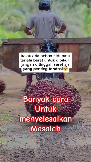 Diseret, buah sawitnya terlalu besar dan berat #buahsawitbesar #buahsawit #sawit #palmoil