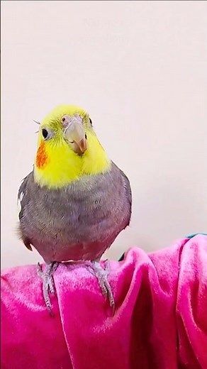 Talking Cockatiel Mimics Human Speech | Real Pet Cockatiel Voice Sounds (United States)