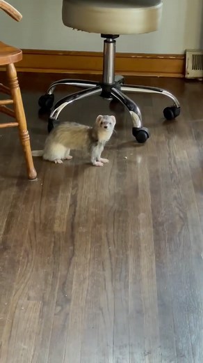 27K views · 1.4K reactions | Meet Our resident polecat-ferret hybrid!...