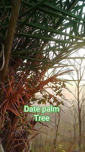 palm tree #fruit #datepalmtree