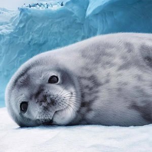 112 reactions · 13 comments | Join Benedict Cumberbatch in this new immersive IMAX experience as he explores the wild continent of Antarctica on one of the biggest screens in the UK. Only available at our newly revamped IMAX cinema. | Science Museum | Facebook