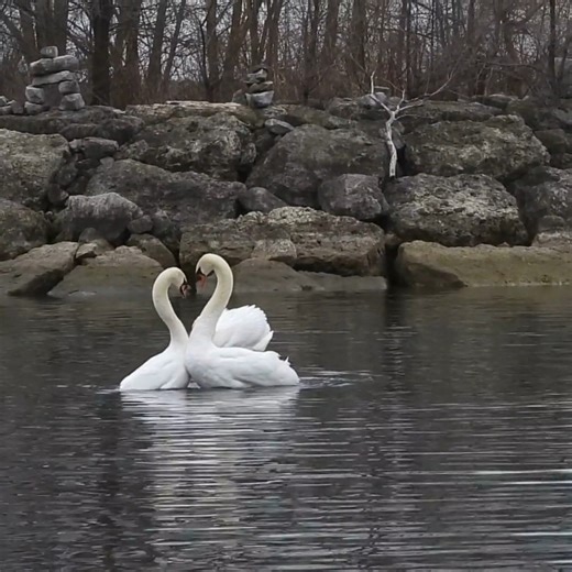 17K views · 972 reactions | #ThrowbackThursday to January 2024 when this pair of Mute Swans mated - right in front of their 2023 cygnets! Wait for their reaction - it's priceless. 廉 #MuteSwan #MuteSwans #swans #swan #cygnets #swanlovers #wildlife #nature #birds #wildbirds | Mute Swan Society | Facebook