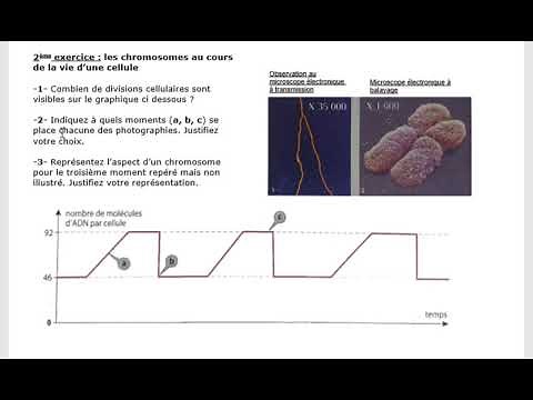 3°_T2_C1_Correction exercices division cellulaire.