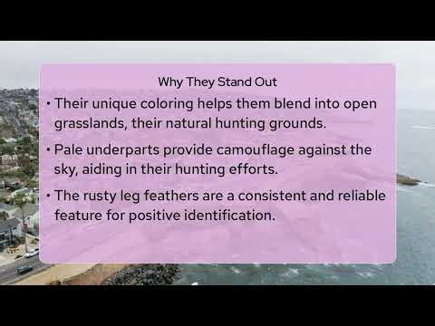 How Do You Identify a Ferruginous Hawk in San Diego?