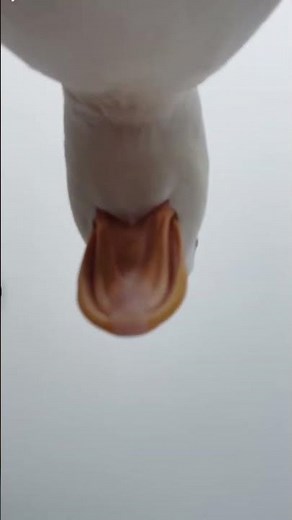 Donald Ducc Is Adorable