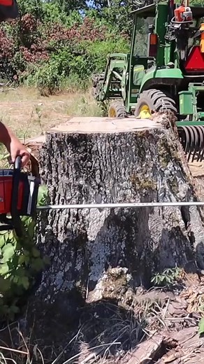 Man Vs Stump – Cut, Dig, Drill and Burn #stumpremoval #excavator #skidsteer #chainsaw #stihl #500i | Janet Knowles