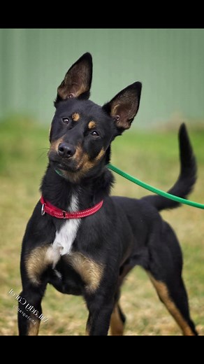 2.1K views · 21 reactions | Millie is available for adoption. 1 yr old kelpie. Very smart and affectionate. 0406724942 | Sydney Dog Behaviourist - George Tran | Facebook
