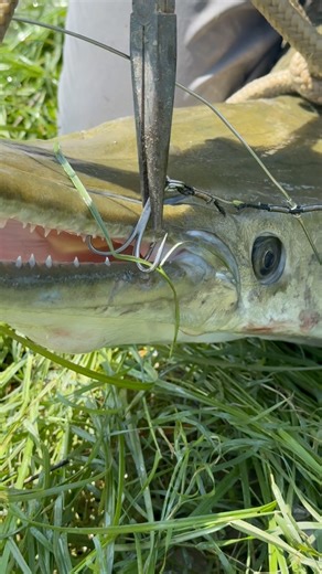 Kyle Naegeli on Instagram: "The @garsaver rig doing what it’s supposed to. 24 alligator gar caught and released yesterday using it. I’m still booking guided trips for this year so message me if you’re interested. Currently fishing an hour from Houston,TX. #thefishwhisperer #fish #fishing #gar #alligatorgar #garfishing #bass #catfish #shad #nature #outdoors #river #pond #creek #ocean #texas #trinityriver #reels #instagram"
