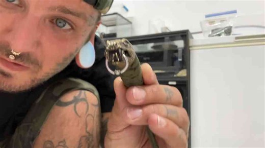 How a dream collection became complete with the arrival of rare venomous species