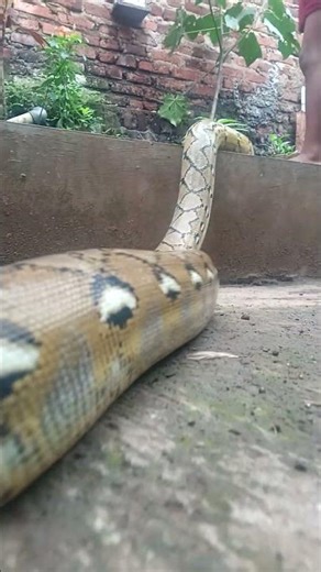 reticulatus python #snake #video #shorts #reels