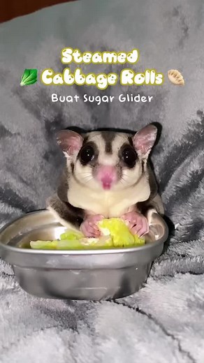 Healthy Steamed Cabbage Rolls Recipe for Sugar Gliders