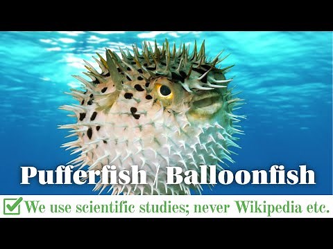 Puffer Fish / Balloon Fish Facts from Marine Research (Balloonfish / Pufferfish)