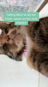 Those slipper are wrecked now 😹 #catreels #catvideosfunny #comedyreels #cats_of_world #Willow #catslife #catsoffacebook #cats #torby #fluffy | Felixbellawillow