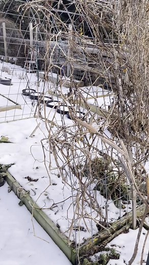 DIY Garden Arches: Building with Cattle Panels