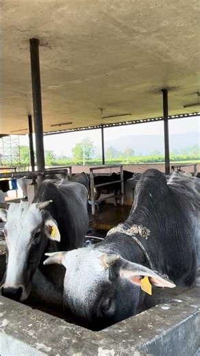 Why Farmers Choose the Haryana Cow? | Detailed Guide of Cow Farming.