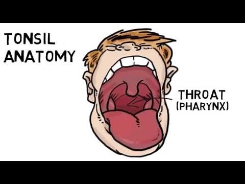 Tonsil and Adenoid Anatomy