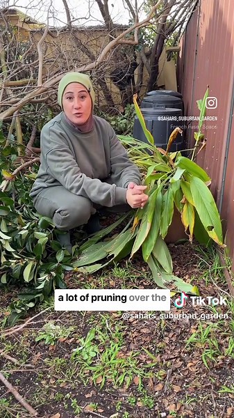 Container Grown Turmeric Guide - Tips for Successful Growth and Harvest