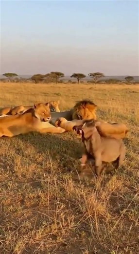 How a Wild Boar Outsmarts a Lion #lion #wildboar #nature