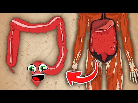 The Large Intestine Song | KLT Anatomy