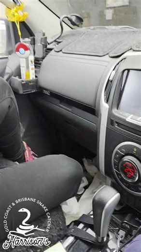 goldcoastsnakecatcher | Carpet python gets tangled in machinery in browns plains. Sadly it died. | Instagram