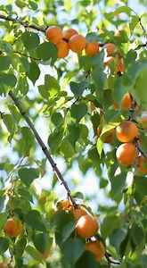 19K views · 197 reactions | Don’t miss this simple method to grow an apricot tree at home | Garden and home tricks | Facebook