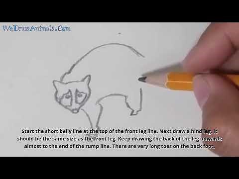 How to Draw a Raccoon In 7 EASY Steps - GREAT for Kids & Beginners