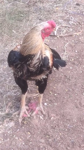 Aseel Murga 3.5kg#ajfarmer #murga#murgi #murgafight #murgafarm