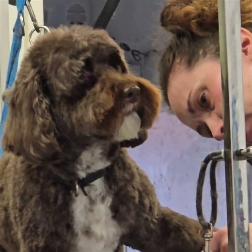 Coco was so chill on her groom #StaceysDogGrooming #Cockapoo