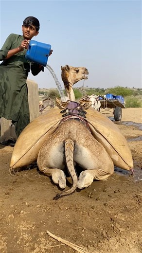 Due to the extreme cold, the camel is being warmed by keeping water on top