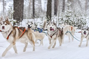 Malamute vs. Husky: How to Tell These Sled Dogs Apart