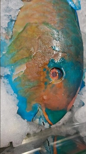 Parrotfish 🐠✨ Colorful Coral Reef Beauty Tropical Fish #shorts #Pets #Animals #viralshorts