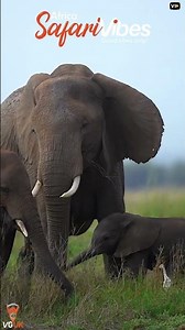 African Safari Escape 🌍🐘 | Campfire, Wildlife & Wild Travel Vibes #Shorts
