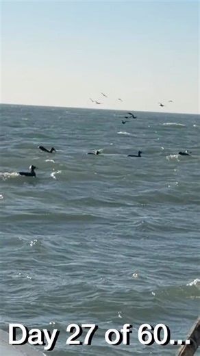 A Very Merry Christmas Eve 🎄🎄🎄 Day 27 of 60… 💥💥💥 Seaduck Hunting here in Maryland during the 60 Duck Season on Marylands Eastern Shore. Duck Hunting!! Pitboss Waterfowl Capt. Jeff Coats Molly’s Place Sporting Goods DuckWater Duck Boats The Worlds Largest Duck Boat Seaducks Scotet #duckhunting #seaduckhunting #waterfowl #pitbosswaterfowl #pitbosstv @mollyssportinggoods @duckwaterboats @steveconovermusic @klcrvt | Pitboss Waterfowl