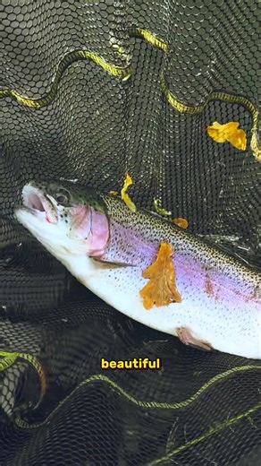 Use ALL your OLD flies!! #scottish #fishing #flyfisherman #flytying #catchingfish