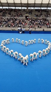 Poodle AI Created by @omgdiscover #poodle #aboutpoodle #poodlelove #doghealth #puppies #toypoodle #standardpoodle | About Poodle