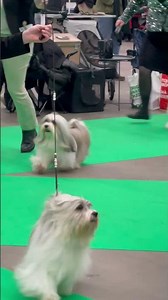 Dog Show havanese champion males Hundmässan 2024