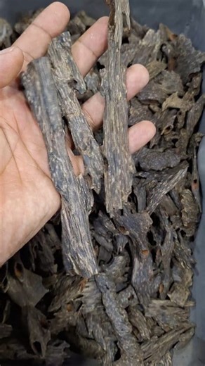 3.2K views · 119 reactions | new collection #agarwood #foryou #assam #indonesia #Tripura | Aziz Mohammad Kamal | Facebook