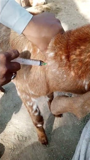Deep Intramuscular for hyperthermia #viralshortvideo #animals #goat #farming #unfrez