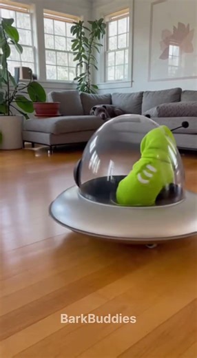 Alien Mode Activated Chihuahua 😂 #dog #funnyanimals #pets #funnydogs #shortsfeed #viralshort