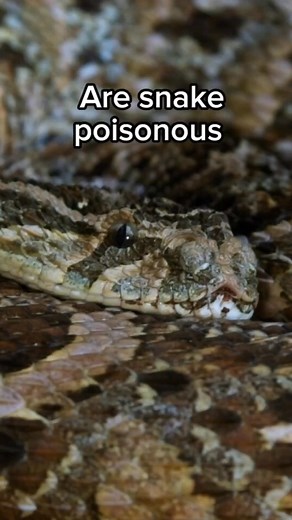 2.9K views · 66 reactions | Venom vs. Poison. What’s the Difference?...